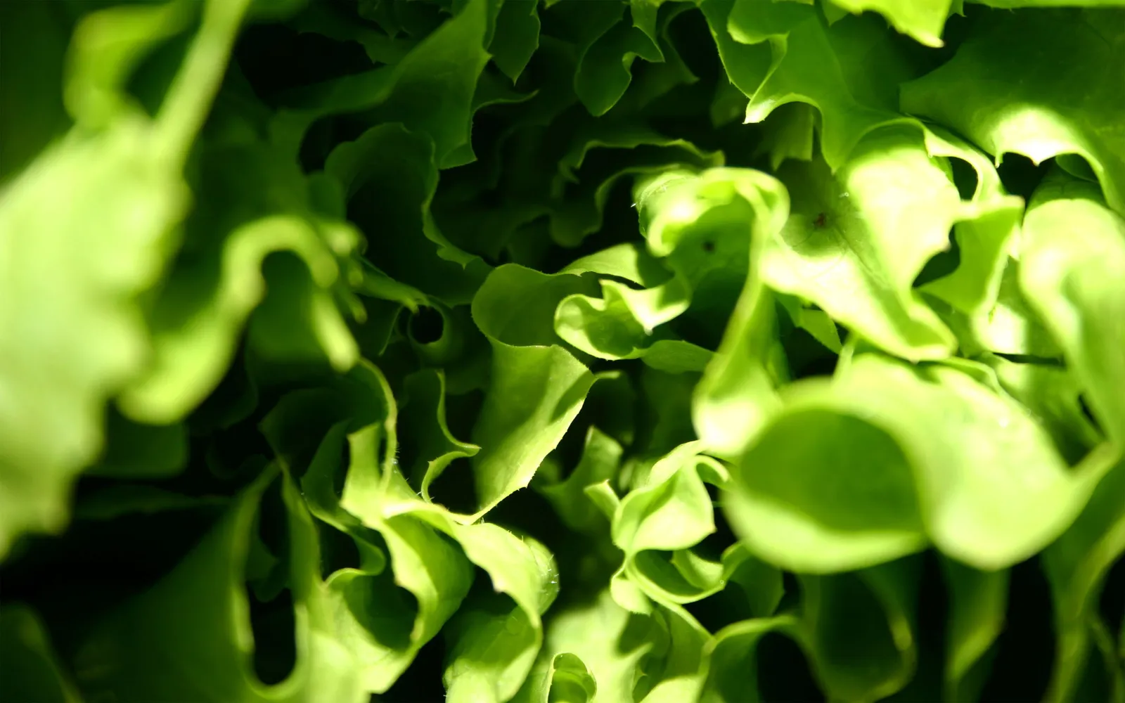 A close-up macro shot of ruffled, vibrant green lettuce leaves with dramatic lighting.