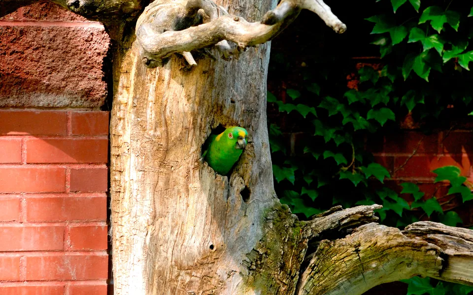 A bright green parrot with yellow markings on its head peeks out from a hole in a weathered tree trunk.
