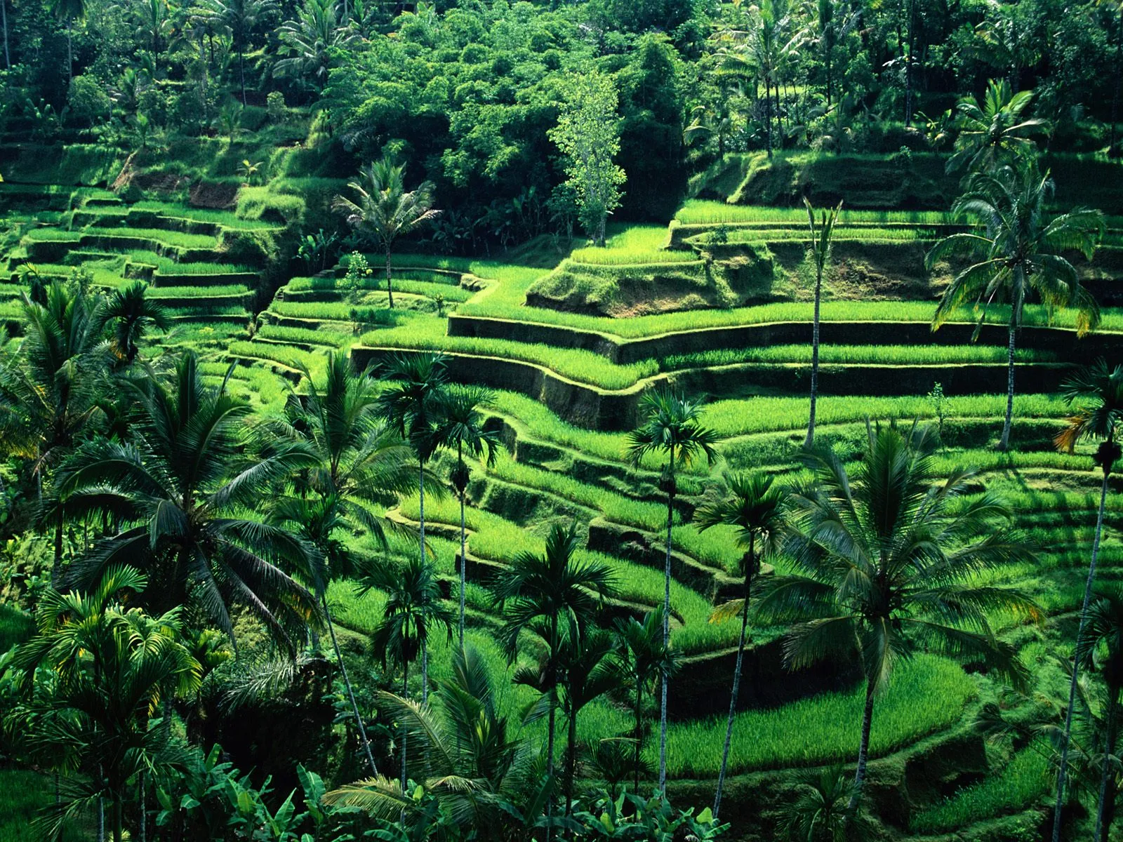 View of vibrant green rice terraces cascading down a hillside, surrounded by lush palm trees.