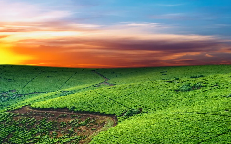 Rolling green tea fields stretch towards the horizon under a vibrant orange and purple sunset sky.