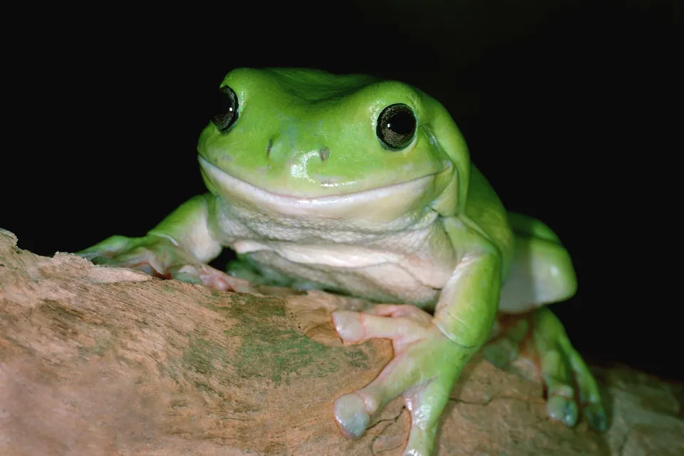 A bright green tree frog with large black eyes sits on a textured brown branch against a dark background.