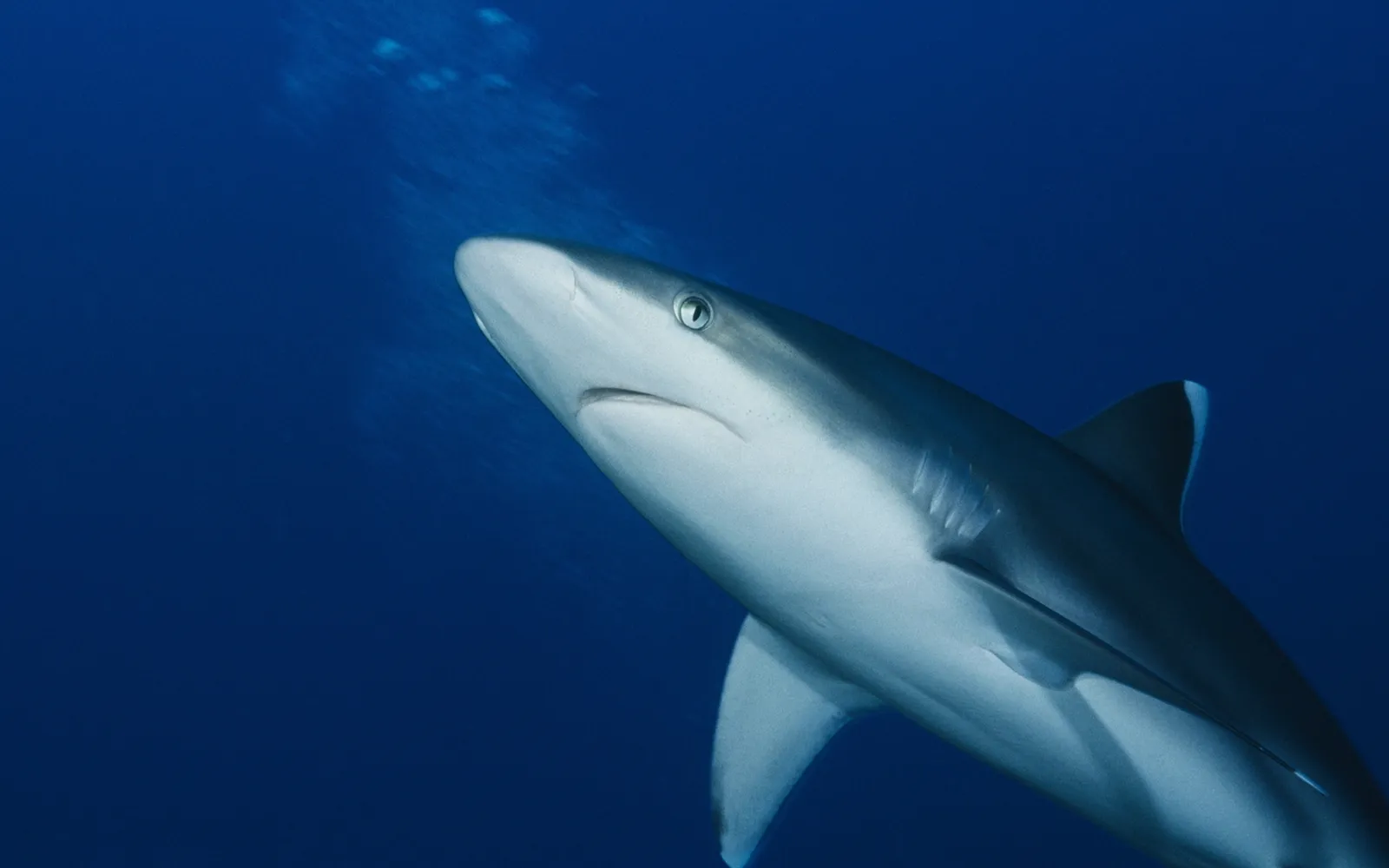 A grey reef shark swims upwards in deep blue ocean water.