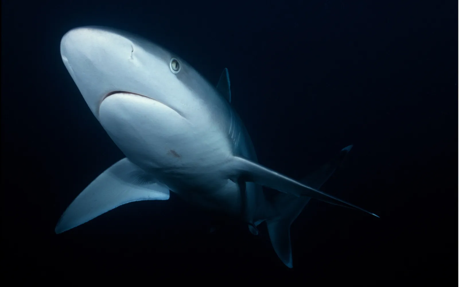 A grey reef shark swims upwards from the dark ocean depths.