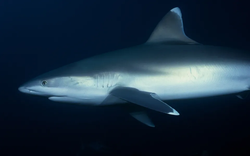 A grey reef shark swims in profile through the deep blue ocean.
