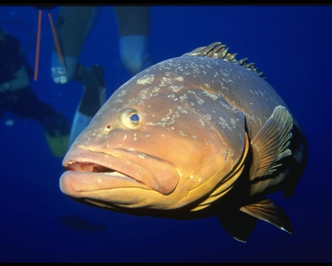 A large grouper fish swims in the deep blue ocean, with divers visible in the background.