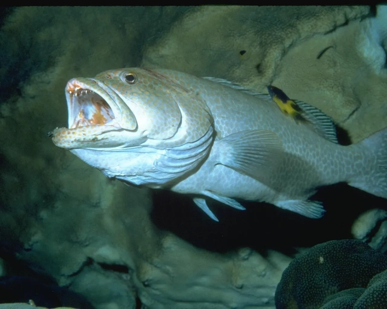 A large grouper fish with its mouth open wide, revealing sharp teeth, swims near coral.