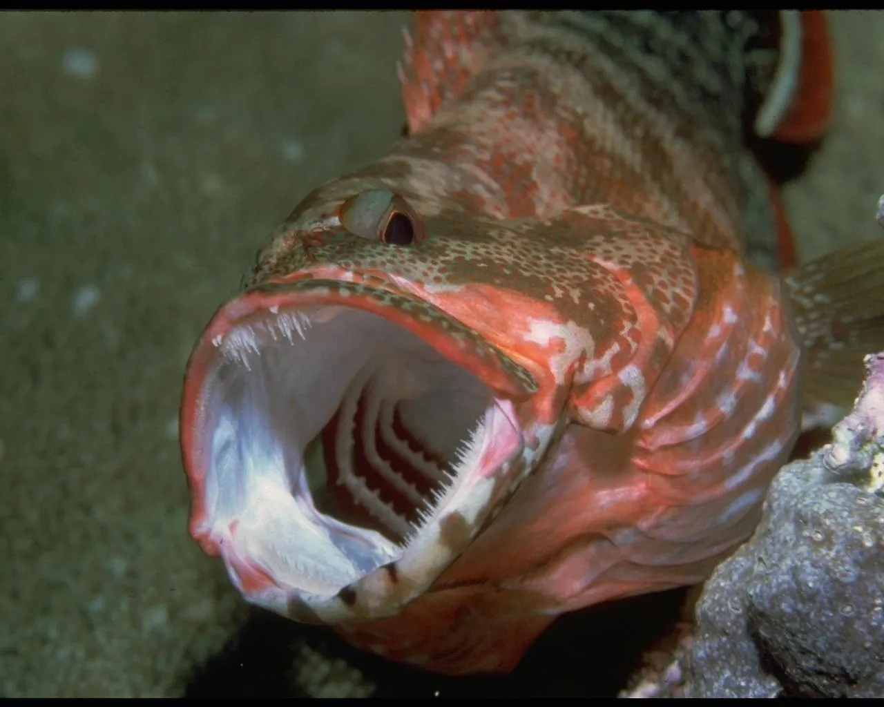 A close-up of a red and white grouper fish with its mouth wide open, revealing sharp teeth and gills.