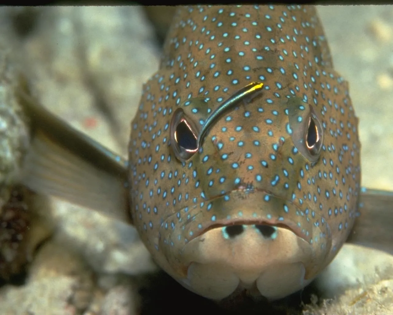 A large spotted grouper fish with a small cleaner wrasse fish on its head.