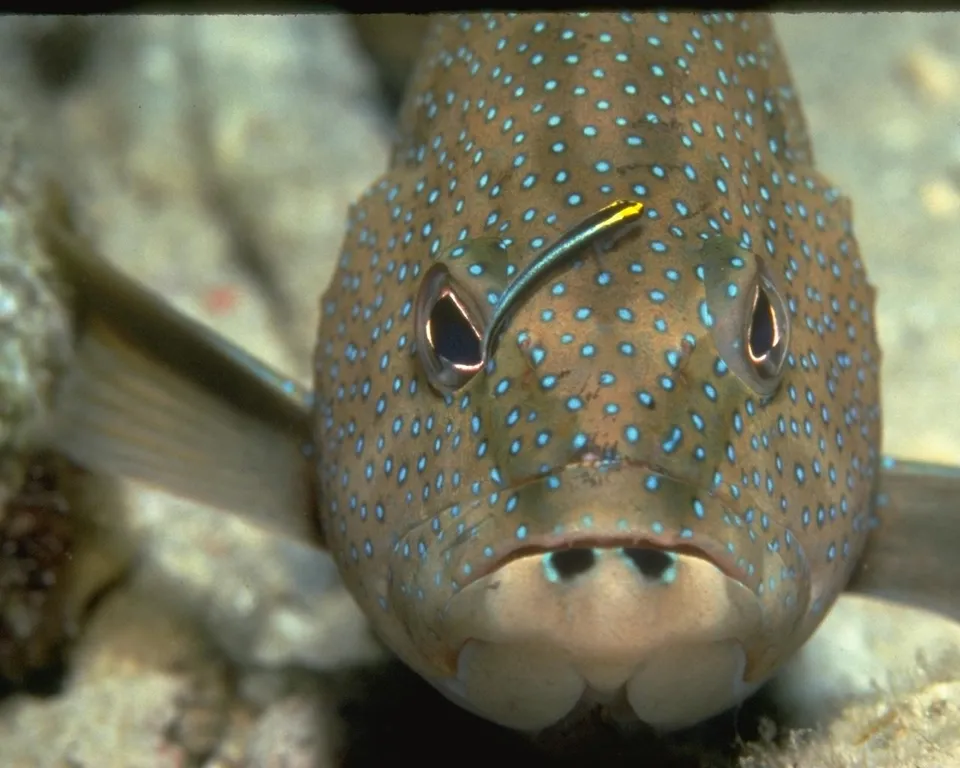 A large spotted grouper fish with a small cleaner wrasse fish on its head.