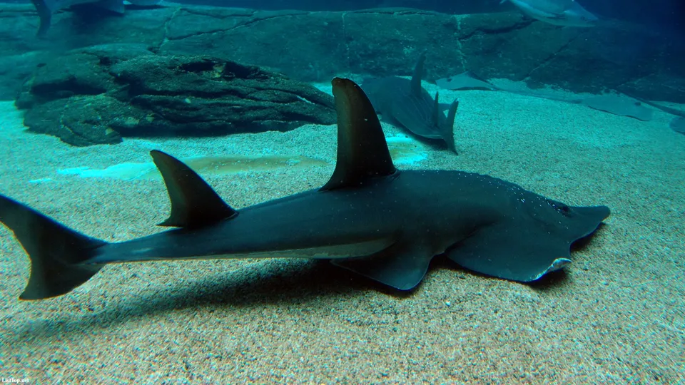 A guitarfish swims over a sandy seabed, with other fish visible in the background.