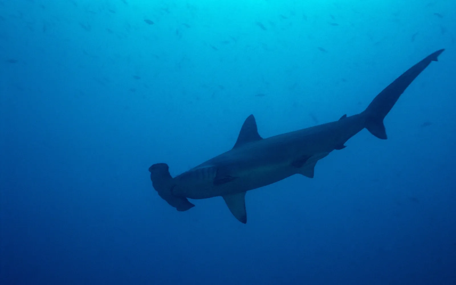 A hammerhead shark is silhouetted against the deep blue ocean water with small fish in the background.