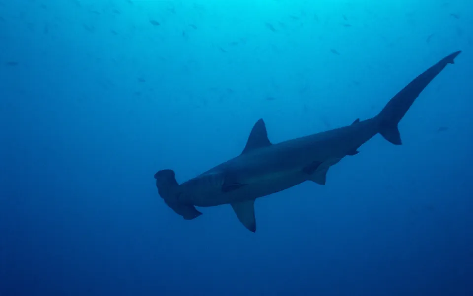 A hammerhead shark is silhouetted against the deep blue ocean water with small fish in the background.