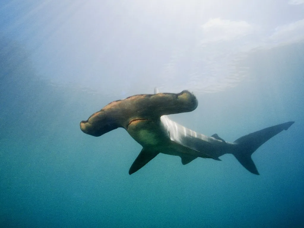 A hammerhead shark swims in clear blue ocean water with sunlight filtering from above.