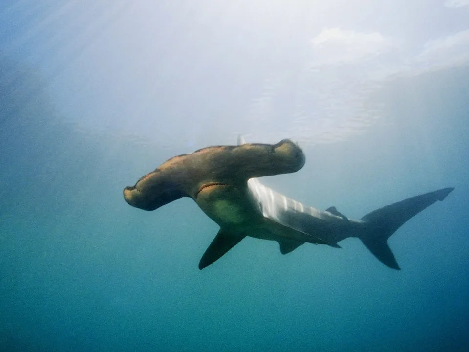 A hammerhead shark swims in clear blue ocean water with sunlight filtering from above.