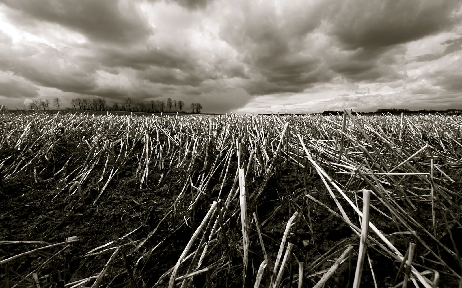 A low-angle view of a harvested field with stubble under a dramatic, cloudy sky.
