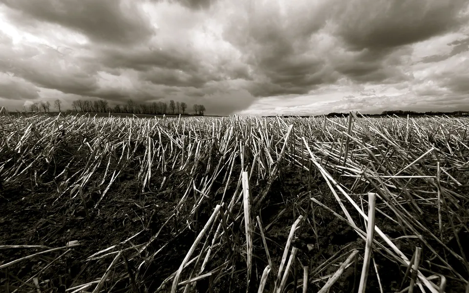 A low-angle view of a harvested field with stubble under a dramatic, cloudy sky.