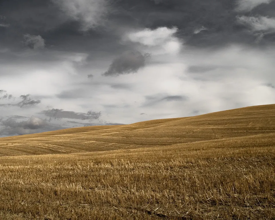 A vast, golden harvested field stretches towards rolling hills under a dramatic, cloudy sky.