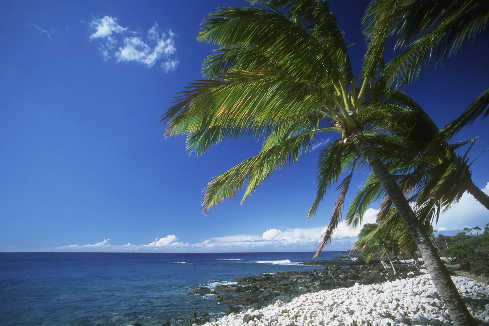 Palm trees frame a view of a rocky beach with white pebbles and the blue ocean under a clear sky.