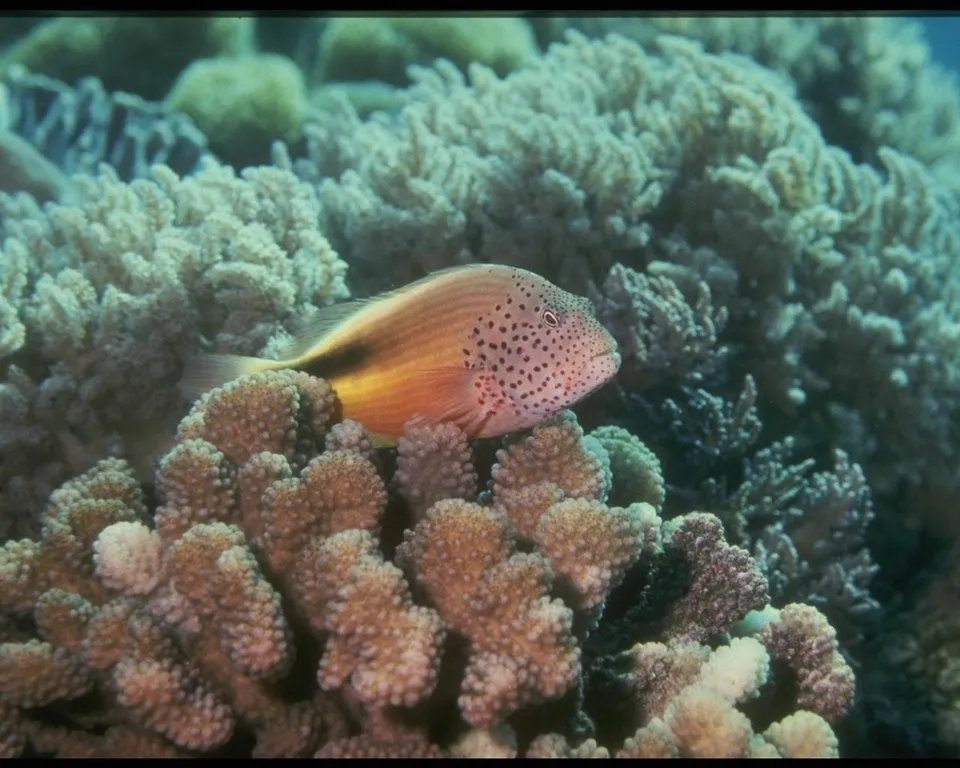 A spotted hawkfish with an orange-yellow body swims amongst pale blue coral.
