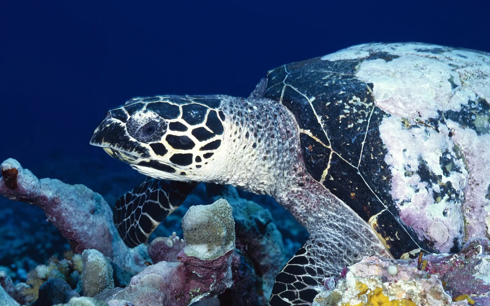 A hawksbill turtle is captured in its natural habitat surrounded by vibrant coral.