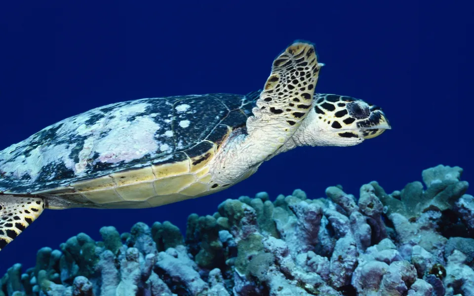 A hawksbill turtle swims gracefully over a vibrant coral reef in clear blue water.