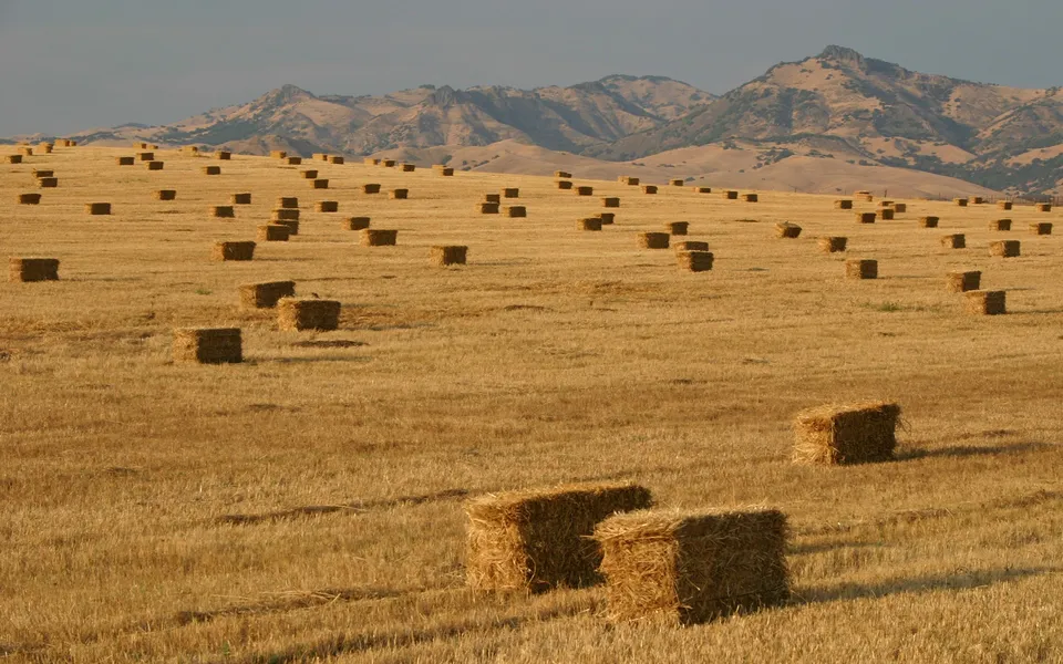 Rectangular hay bales are scattered across a dry, golden field with rolling hills in the background.