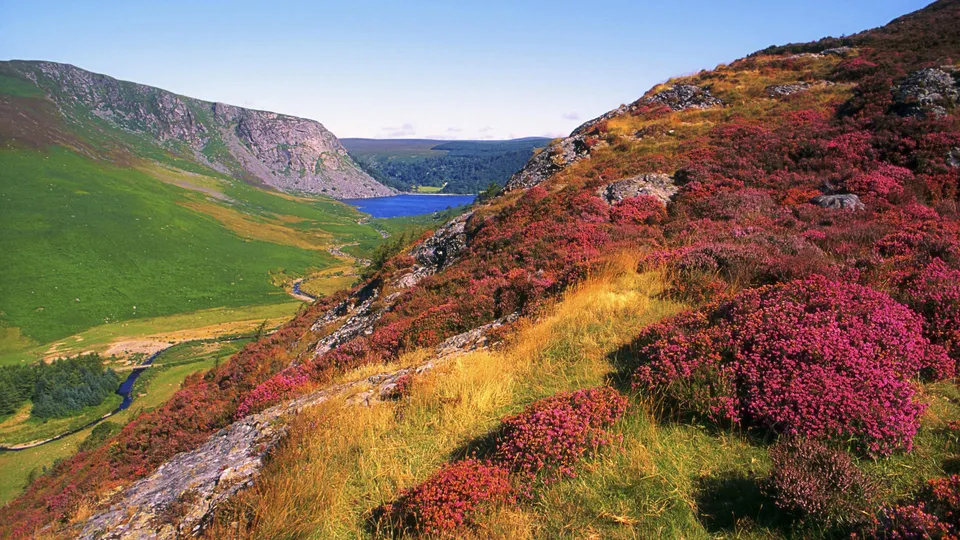 A valley with a lake and a winding river, flanked by green hills and a slope covered in vibrant pink heather.