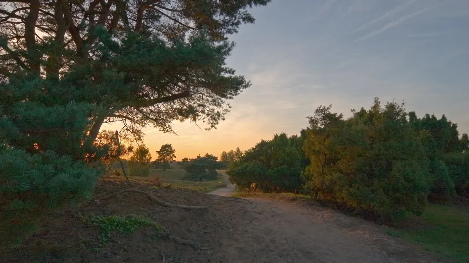 A dirt path winds through a heathland landscape with trees and shrubs during sunset.