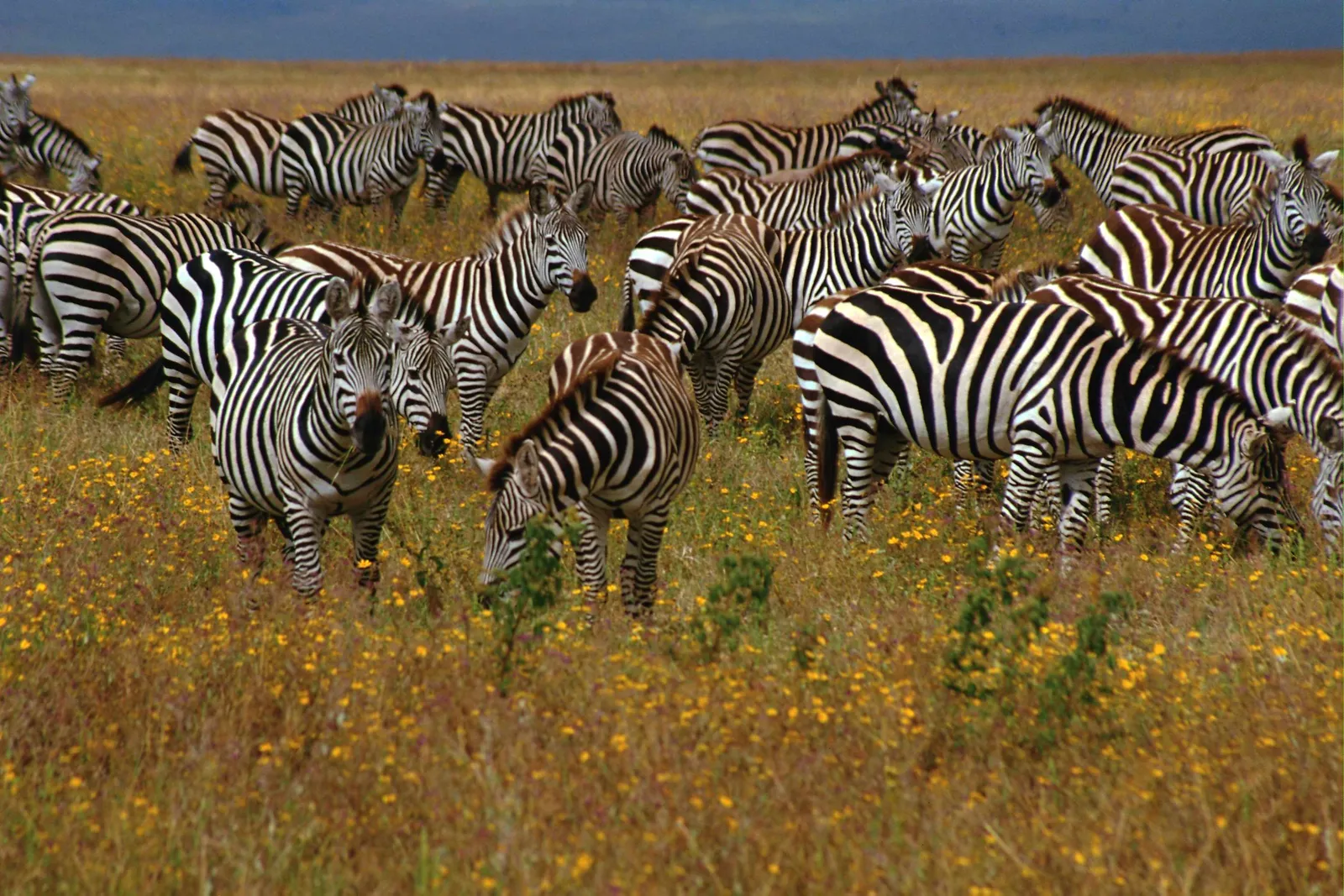 A large herd of zebras with black and white stripes graze in a grassy field dotted with small yellow flowers.
