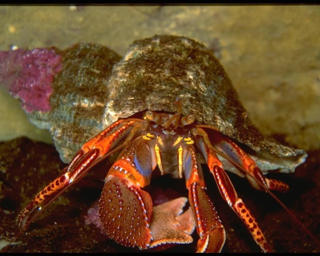 A hermit crab with bright orange legs and blue accents emerges from a large shell, showing its eyes and antennae.