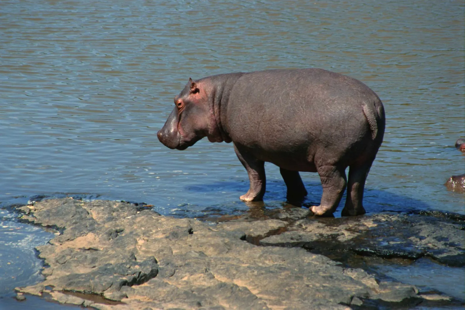 A large hippopotamus stands on rocks at the edge of a body of water.