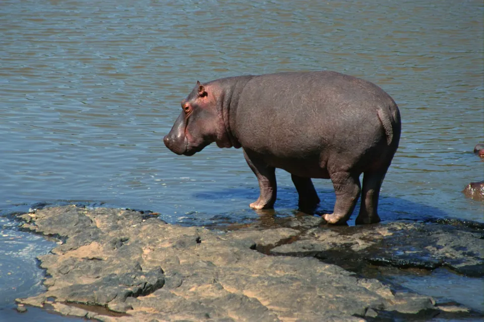 A large hippopotamus stands on rocks at the edge of a body of water.