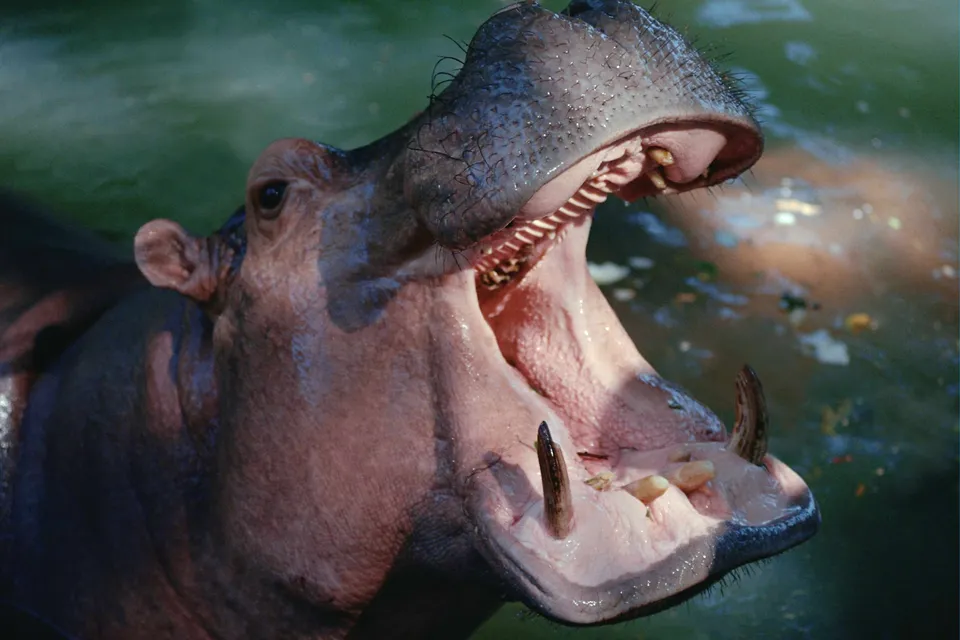 A close-up of a hippopotamus with its mouth wide open, revealing its teeth and gums.