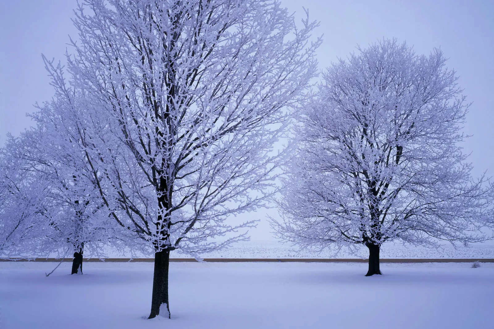 Several trees covered in delicate hoar frost stand in a snow-covered field under a pale sky.