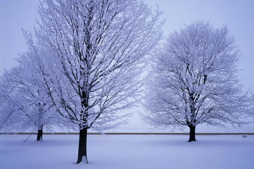 Several trees covered in delicate hoar frost stand in a snow-covered field under a pale sky.