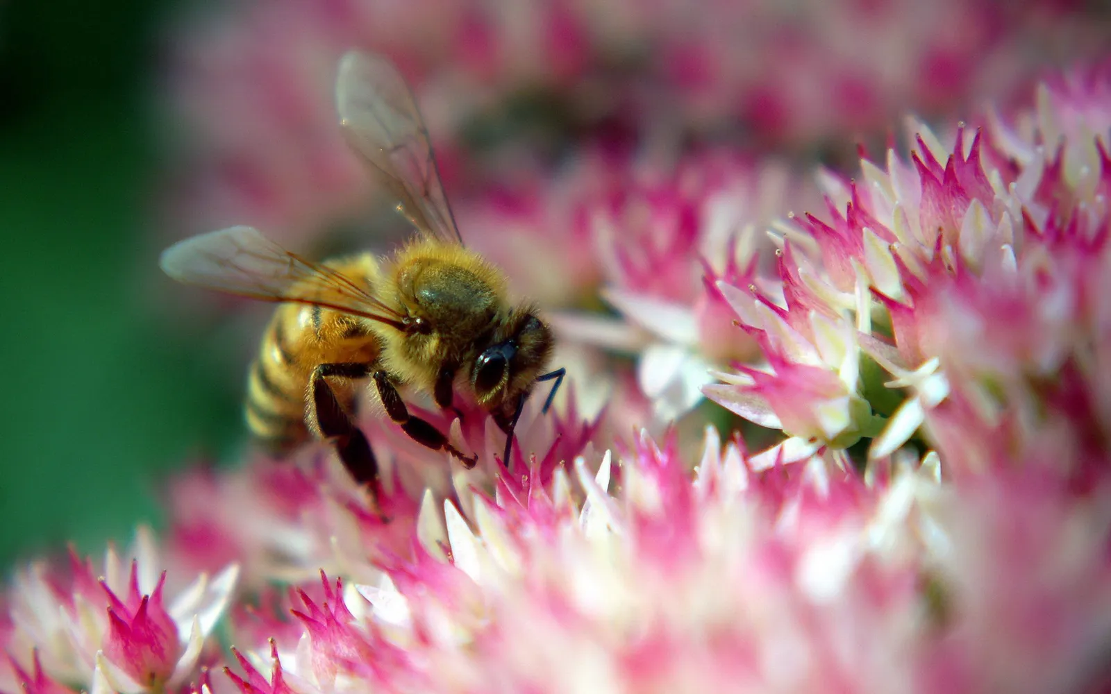 A close-up of a honey bee with its proboscis extended, feeding on a cluster of pink and white flowers.