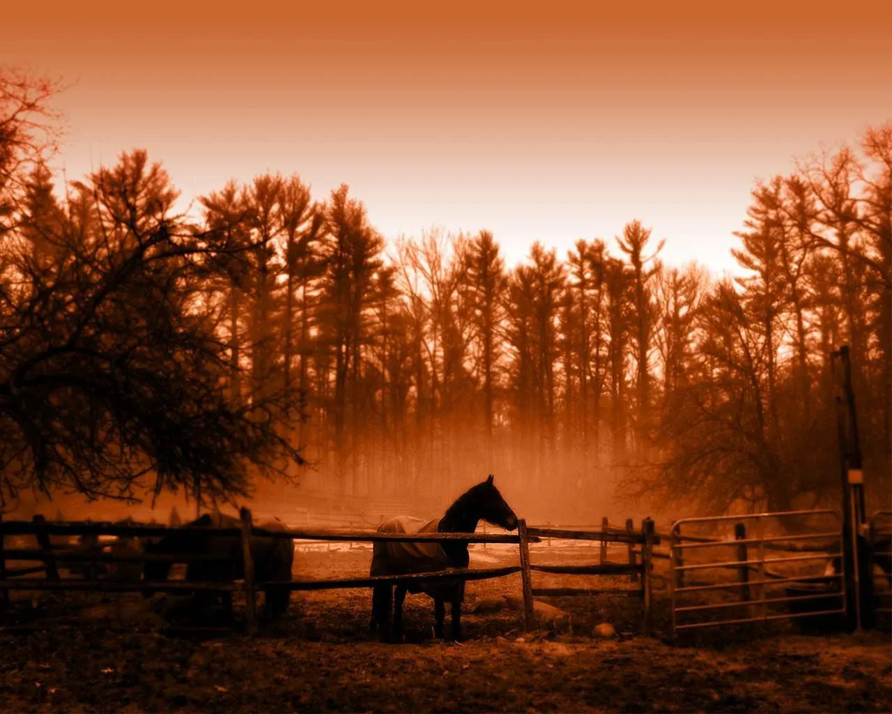 A horse stands in a fenced pasture with trees in the background, under a hazy, orange sky.