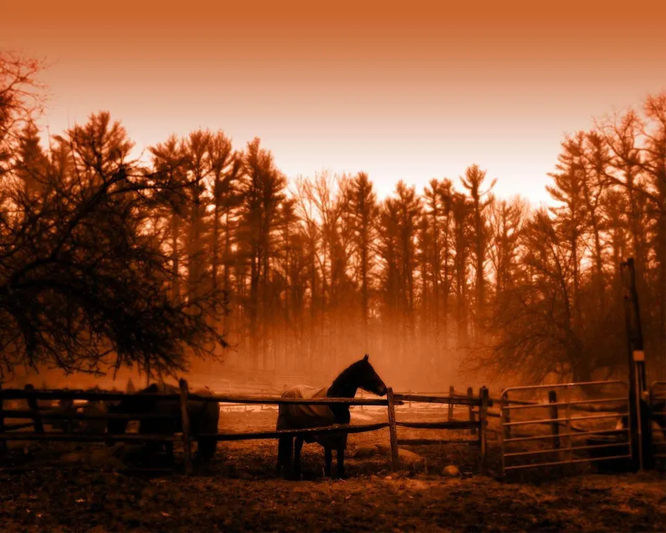 A horse stands in a fenced pasture with trees in the background, under a hazy, orange sky.