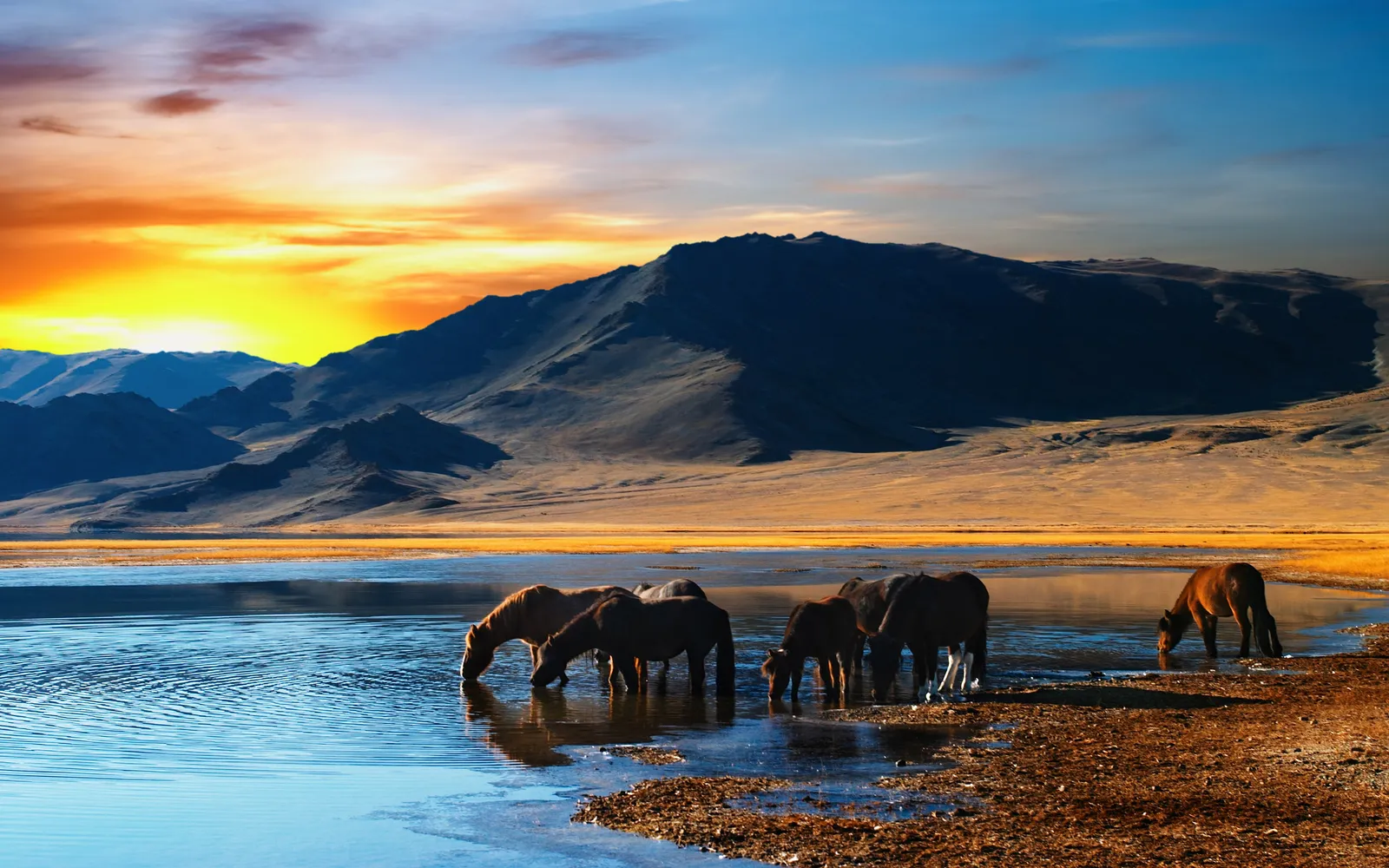A herd of horses drinks from a calm lake at sunset, with mountains in the background.