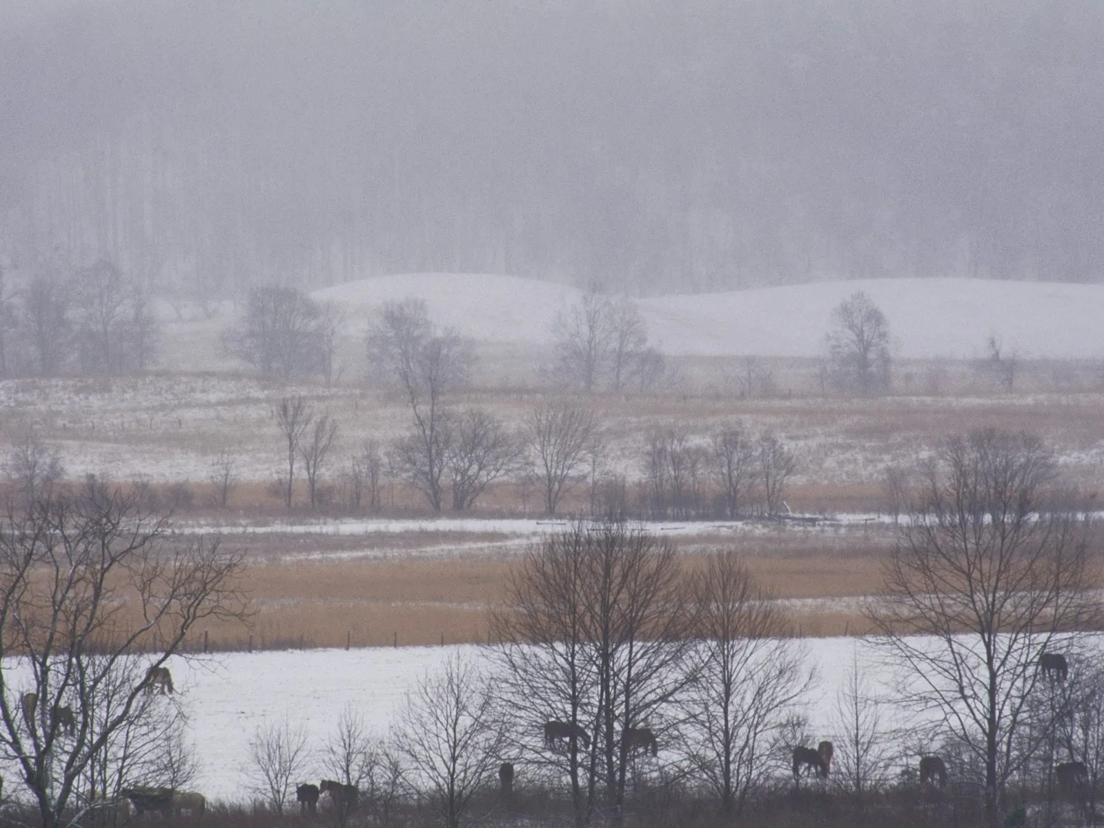 Several horses are visible in a snowy field with bare trees and rolling hills in the background.