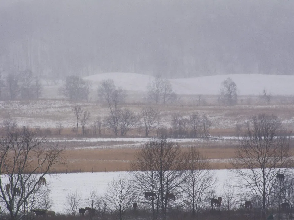 Several horses are visible in a snowy field with bare trees and rolling hills in the background.