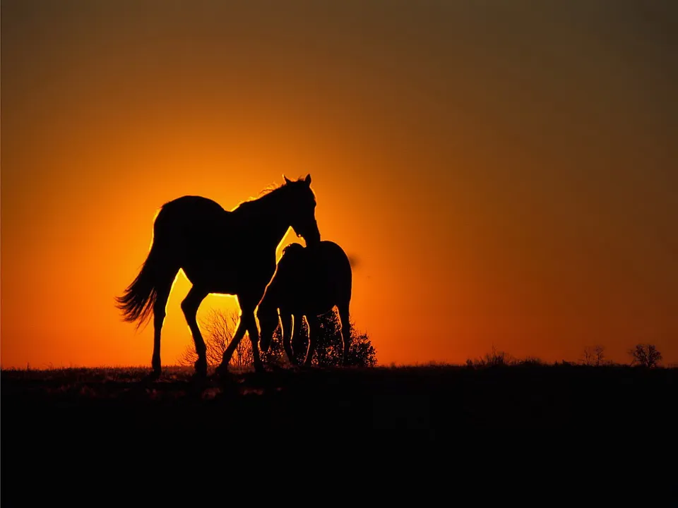 Two horses are silhouetted against a vibrant orange and yellow sunset sky, standing on a dark horizon.
