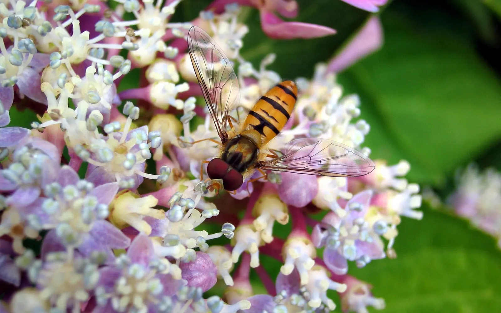 A hoverfly with black and yellow stripes rests on a cluster of small purple and white flowers.