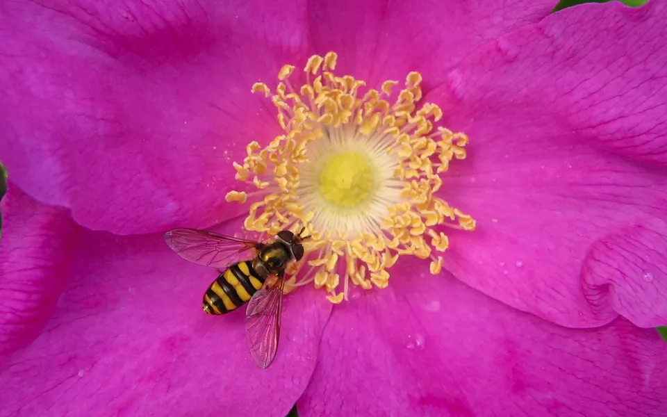 A hoverfly with yellow and black stripes rests on the bright pink petals of a large flower.