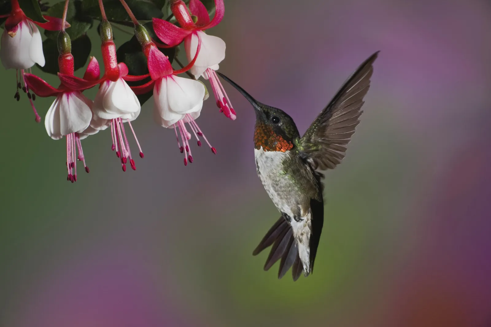 A ruby-throated hummingbird hovers near fuchsia flowers, its wings blurred with motion as it feeds.