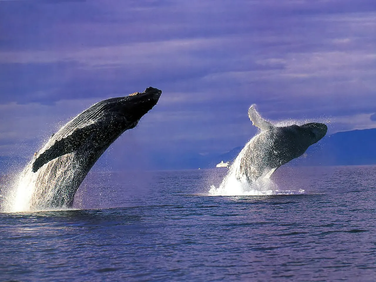 Two humpback whales are breaching out of the water, with spray and foam around them. The sky is cloudy and purple.