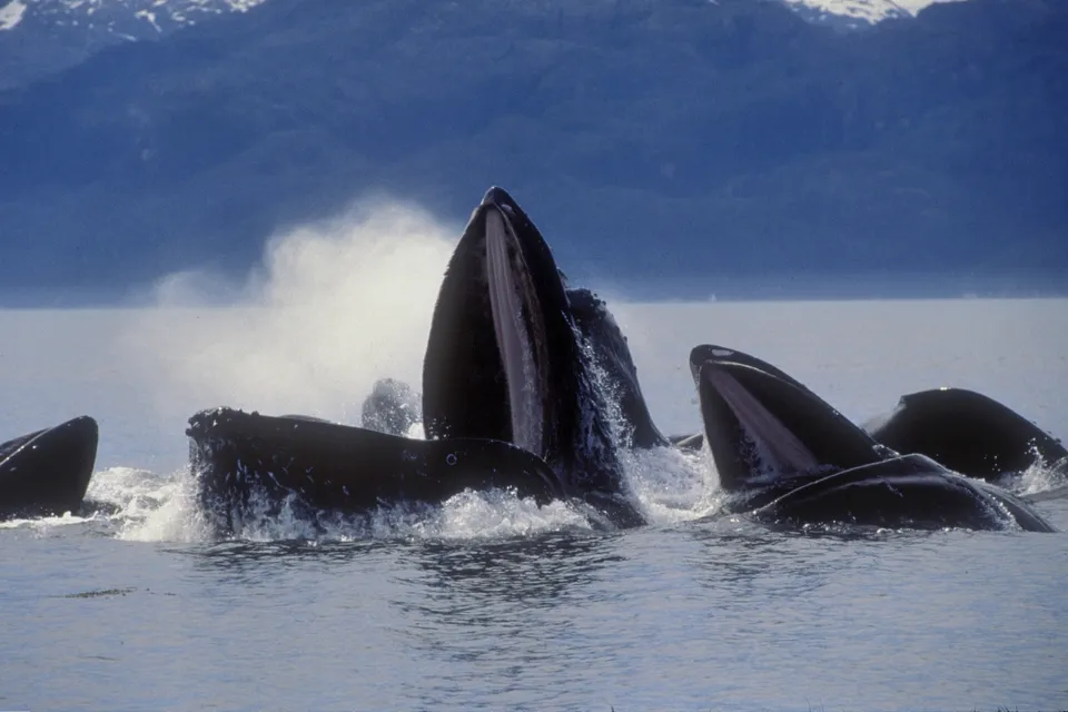 A group of humpback whales breach the surface of the water with their mouths open, feeding.