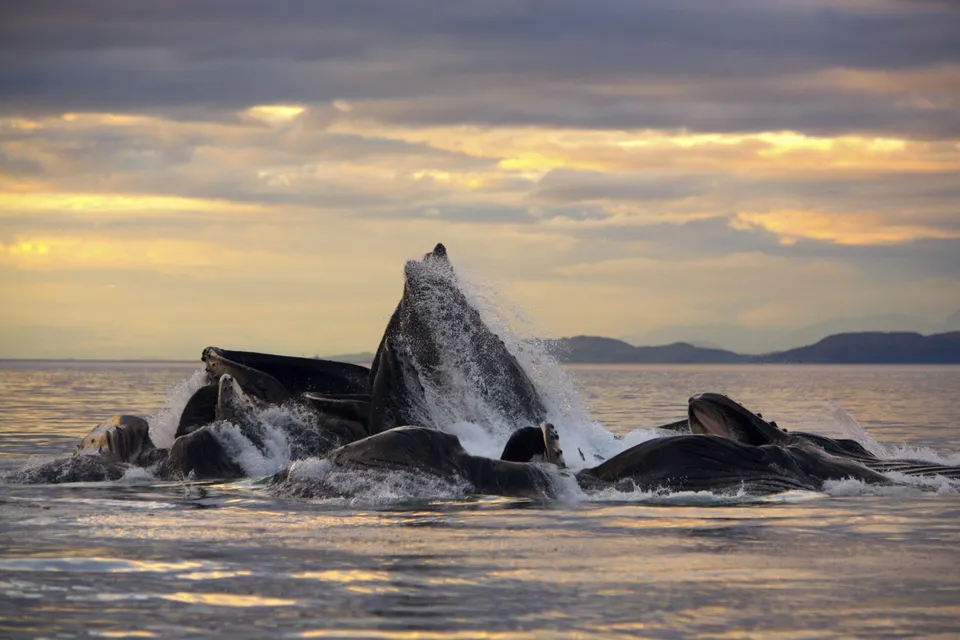 A group of humpback whales breach and feed in the ocean during a colorful sunset.