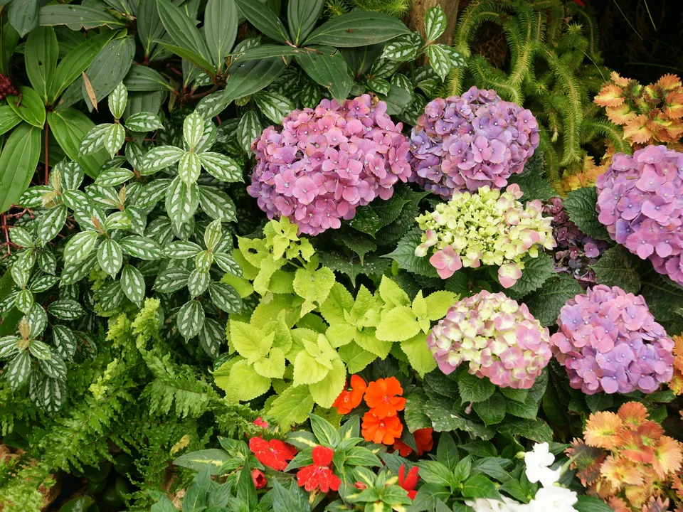 A close-up view of a dense garden bed filled with blooming hydrangeas and various green plants.