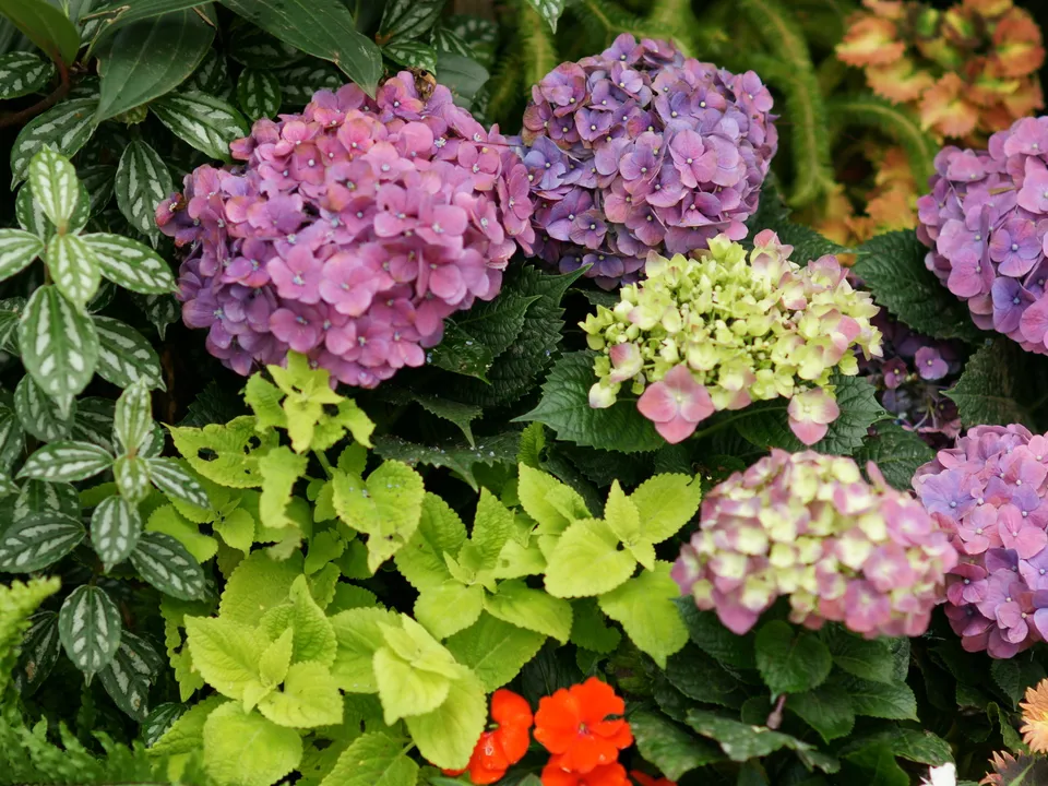 Close-up view of blooming hydrangeas in shades of pink, purple, and light green, surrounded by foliage.